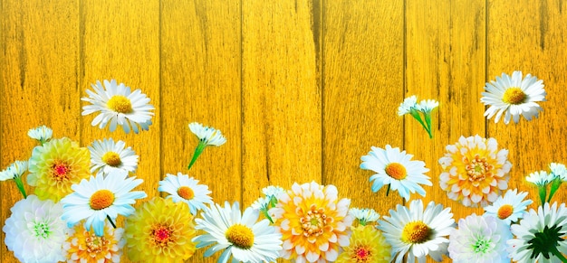 Scenery background of the natural blooming chamomile flower.