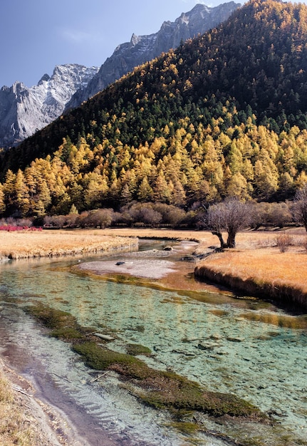 Scenery of golden pine forest with emerald river on plateau