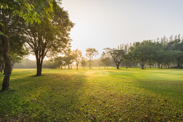 Scenery green grass at the natural park in morning, Beautiful sunshine with fairway golf