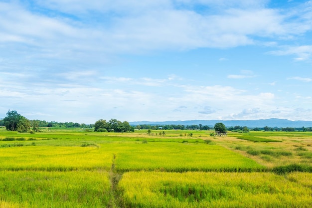 Scenery of harvested rice fields and sky