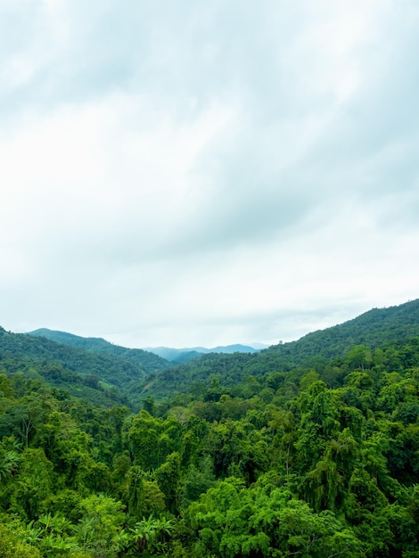 Scenery of lush tropical rainforest full of mature trees and intricate mountains and fog in the rainy season with cool tone sky and cloud Amazing green environment landscape background vertical