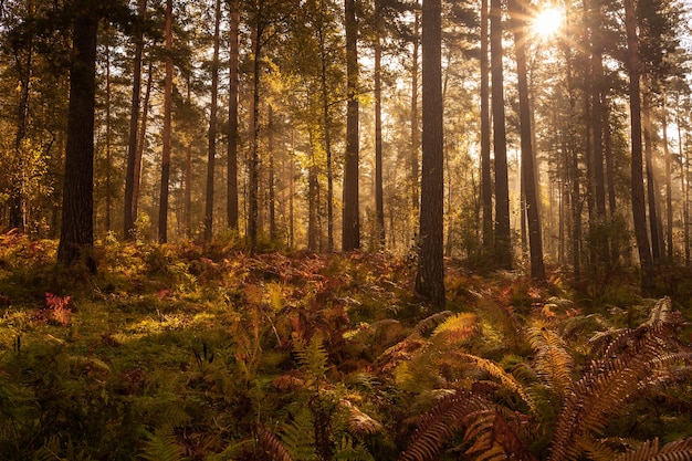 Scenery morning in autumn forest, sun lights, plants, fern branches, colored foliage, horizontal, copy space