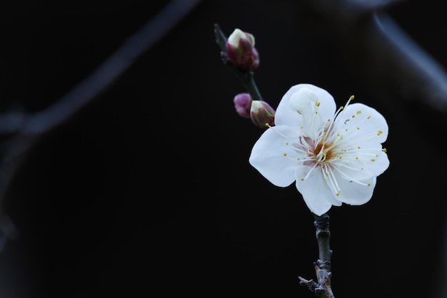 Photo the scenery of the precincts of hikawa shrine in tokyo where plum blossoms are already in bloom