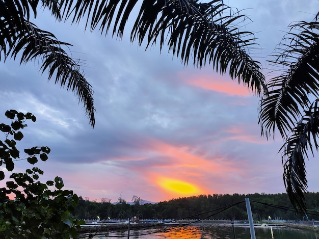 Scenery of sunrise with clouds and coconut trees in a village area