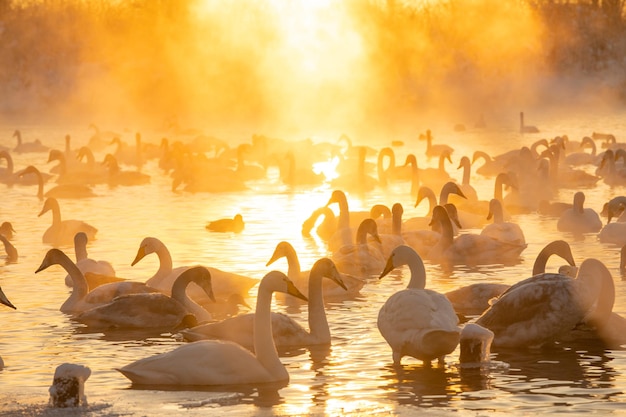 Scenery sunset on a swan lake in Altai Republic