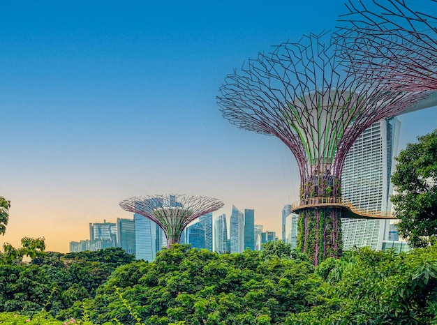 Scenery of the Supertree Grove garden with skyline in the background during sunset in Singapore