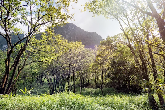 Scenery of tropical rainforest with sunlight