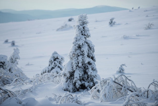 Scenery in winter winter christmas forest with falling snow and trees