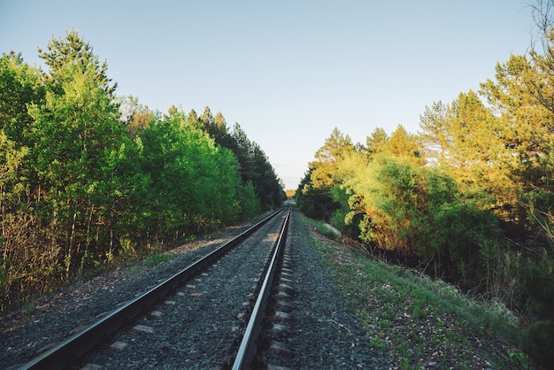 Scenery with railway in perspective across forest. 