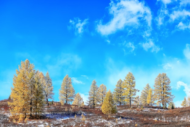 scenery yellow larch beautiful autumn forest, ecology climate change