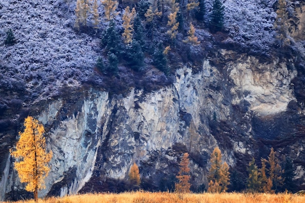 scenery yellow larch beautiful autumn forest, ecology climate change