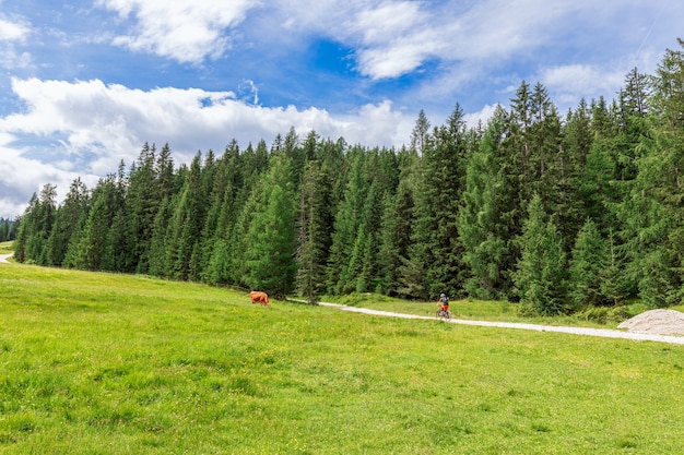 Scenic alpine view with grazing cow in a meadow and a mtb cyclist on a rural road. Italian Dolomites.