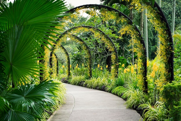 Scenic artificial arcs with many yellow orchid flowers in famous Singapore Botanical Garden