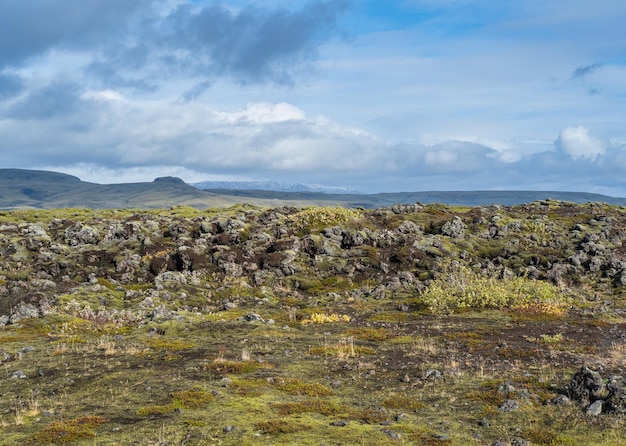 Scenic autumn green lava fields near Fjadrargljufur Canyon in Iceland Green moss on volcanic lava stones Unique lava fields growth after Laki volcano eruption