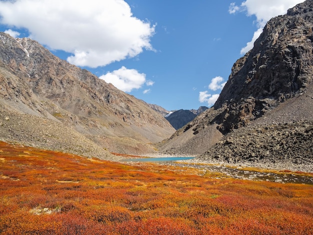 Scenic autumn landscape with sunset mountain pass under blue sky in sunny day Colorful mountain scenery with stone hills and red dwarf birch shrub Mountains in sunlight