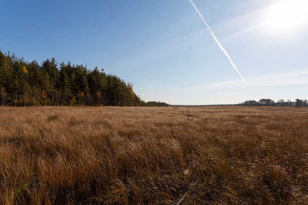 Scenic autumn nature background with the yellow grass field and a pine forest on a sunny day.