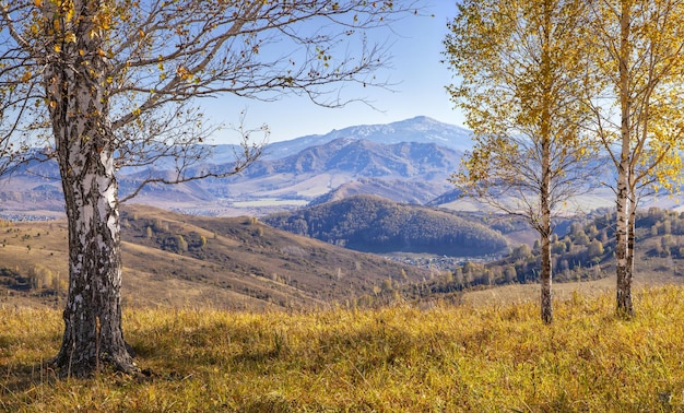 Scenic autumn view sunny morning Grass and birch trees in the foreground and mountains