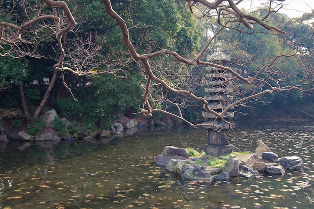 Scenic autumnal tree branches over pond waters in Kyoto zen garden