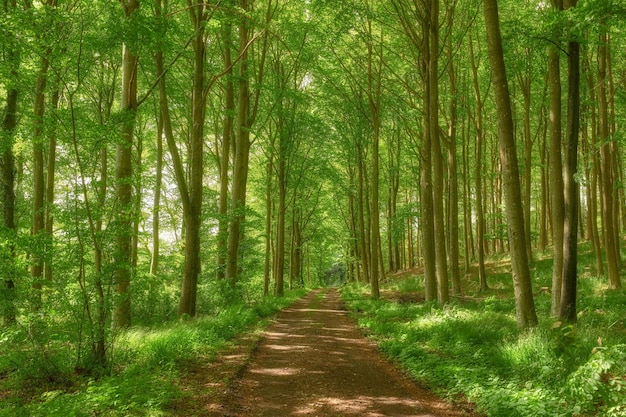 Scenic beautiful and relaxing view of a lush green forest in springtime with tall trees branches and fresh air along a path Peaceful morning in the countryside nature in harmony on a quiet day