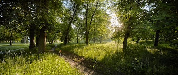 Scenic forest of deciduous trees with blue sky and the bright sun illuminating the vibrant green foliage panoramic view