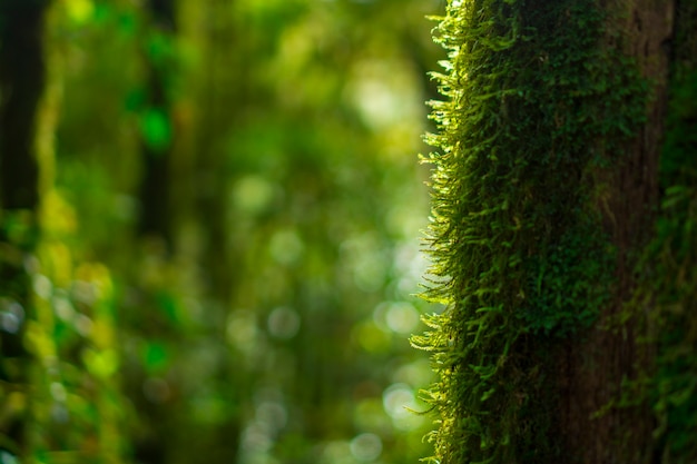 Scenic forest of fresh green deciduous trees framed by leaves