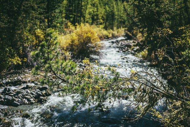 Photo scenic forest landscape with branch with yellow leaves on bokeh background of clear mountain creek in fall time. colorful alpine scenery of autumn forest with beautiful wild flora and mountain river.