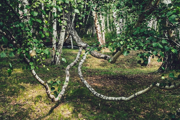 Scenic forest landscape with russian birches and greenery in vintage tones.