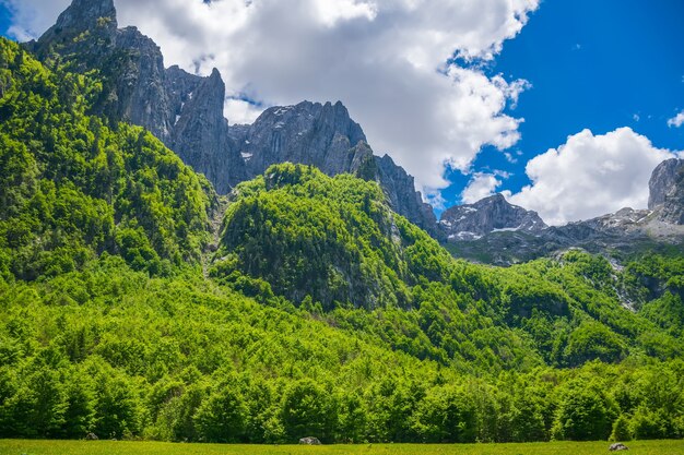 Scenic forest and meadows among the high snowcapped mountains