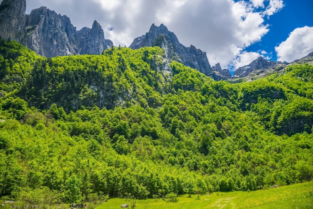 Scenic forest and meadows among the high snowcapped mountains