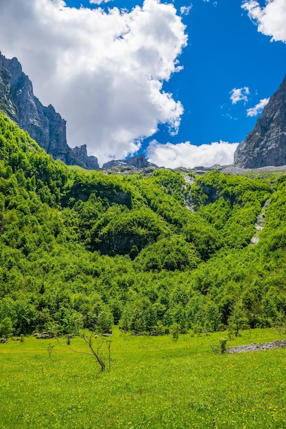 Scenic forest and meadows among the high snowcapped mountains