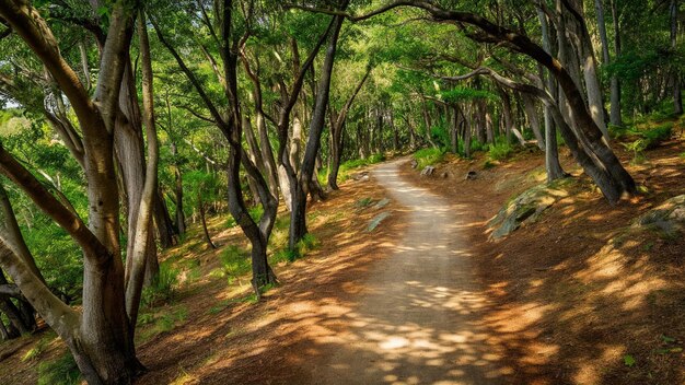 Photo scenic hiking trails winding through a lush forest