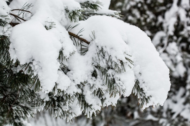 Scenic image of spruces tree on Frosty day of calm winter. Great picture of wild area. Explore the beauty of earth