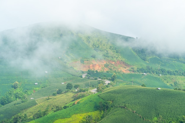 Scenic landscape of agriculture field with fog on the hill in Thailand