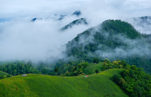 Scenic landscape of agriculture field with fog on the hill in Thailand