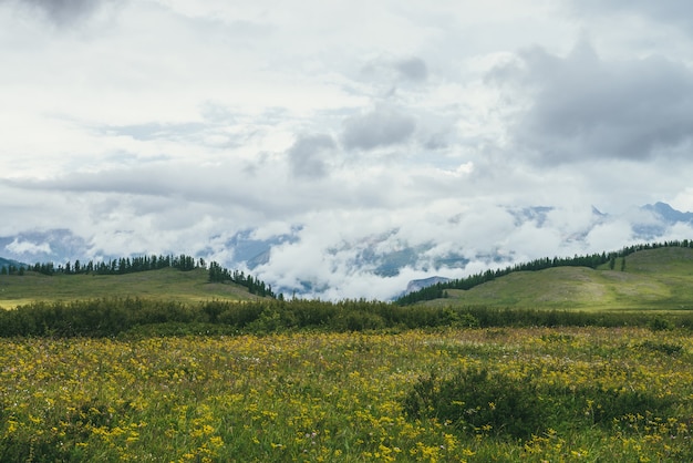 Scenic landscape with green hills covered grasses and flowers against green forest mountains in low clouds. Atmospheric scenery with lush vegetation of highlands and green mountains covered low clouds