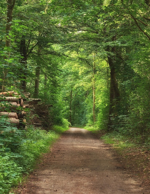 Scenic pathway surrounded by lush green trees and greenery in nature in a Danish forest in springtime Secluded and remote park for adventure hiking and fun Empty footpath in a woods during summer