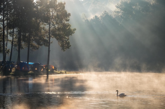 Scenic pine forest sunlight shine on fog reservoir in morning at pang oung