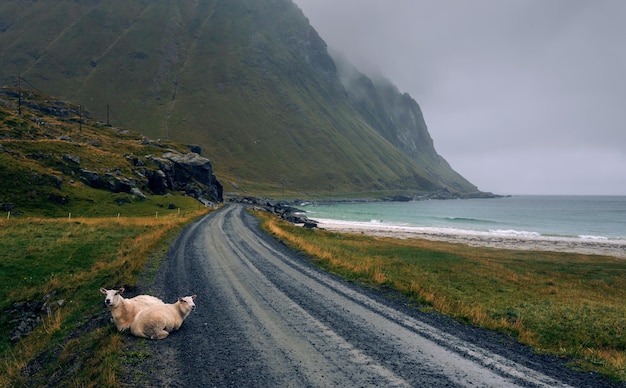 Scenic road along the coastline in Norway on a rainy and foggy day