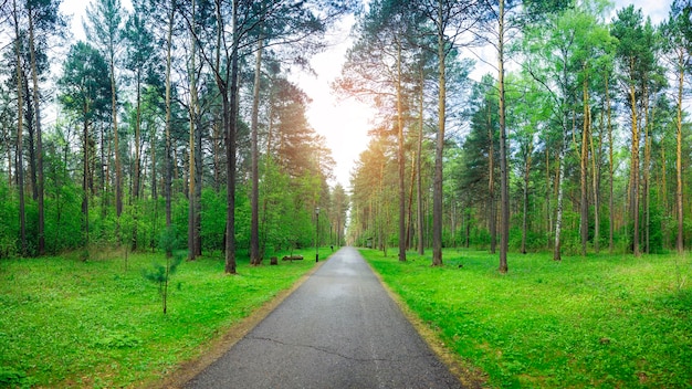 Scenic road through green forest