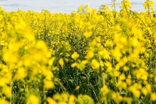 Scenic rural landscape with yellow field of rapeseed canola or canola