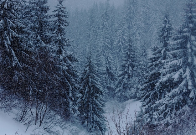 Scenic snow-covered forest in winter season. Good for Christmas background.