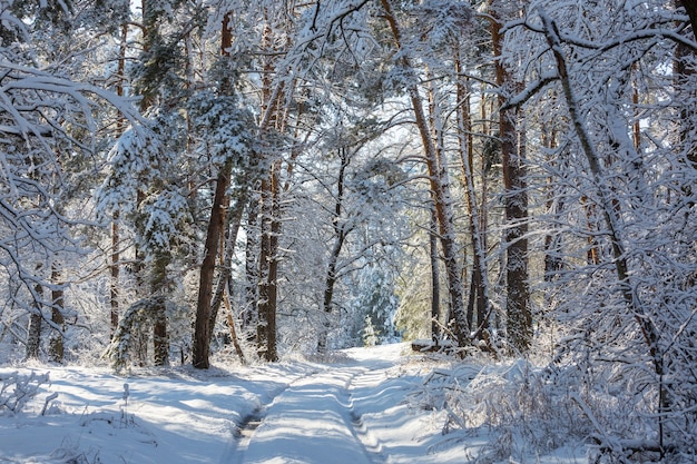 Scenic snow-covered forest in winter season.