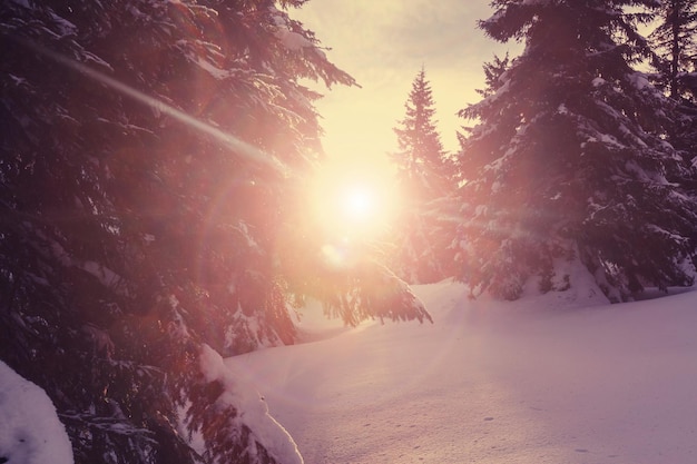 Scenic snow-covered forest in winter