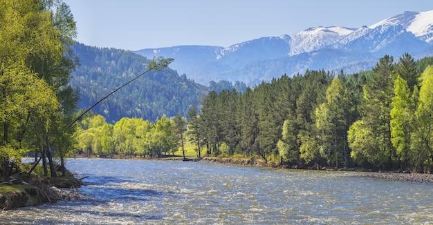 Scenic spring view, mountain river on a sunny morning