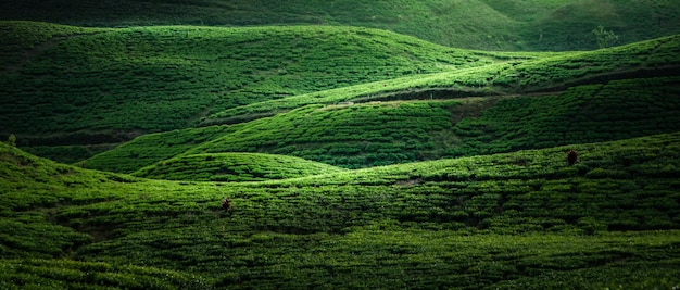 Scenic Tea Plantation Landscape