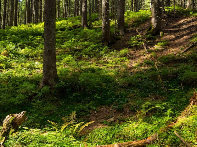 Scenic trail full of roots in the middle of wooden coniferous forrest