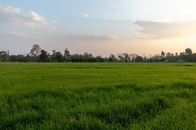 Photo scenic view of agricultural field against sky during sunset