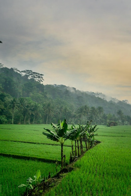 Scenic view of agricultural field against sky during sunset