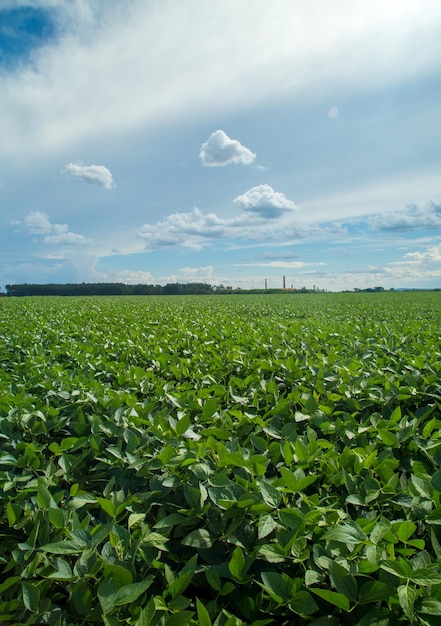 Photo scenic view of agricultural field against sky