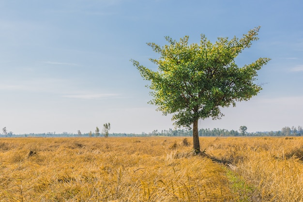 Scenic view of alone tree on rice field against sky.